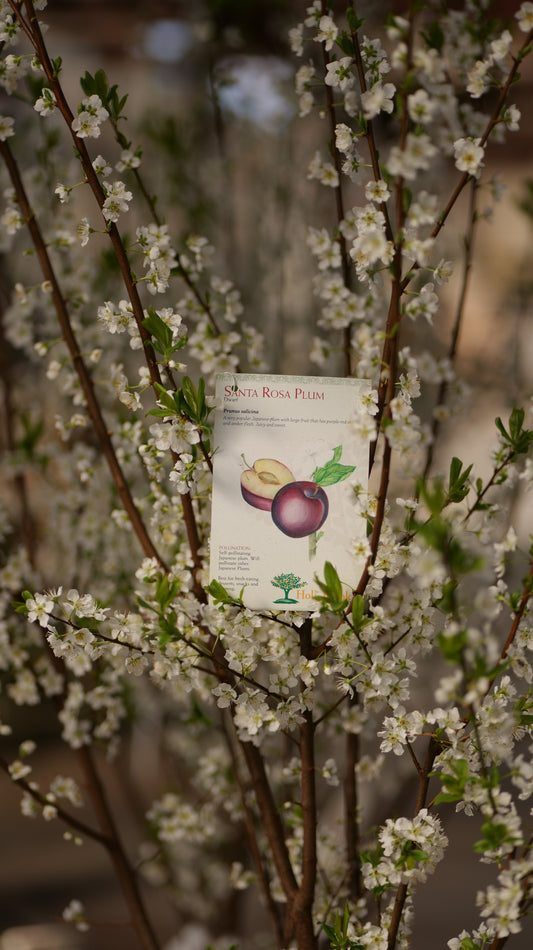 Prunus | Santa Rosa Plum