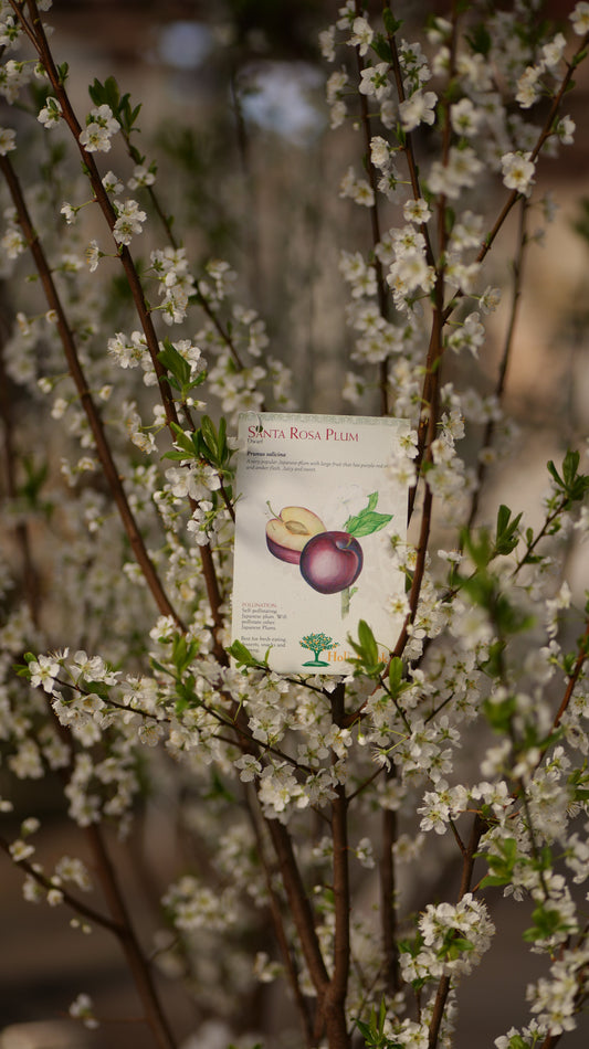 Prunus | Santa Rosa Plum - 7 Gallon