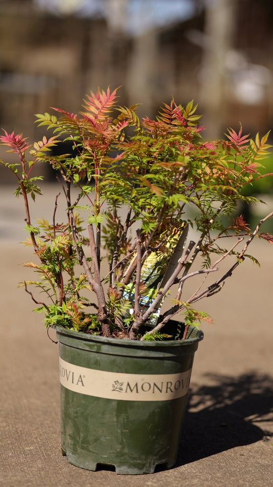 Sorbaria | Sem False Spirea - 2 Gallon