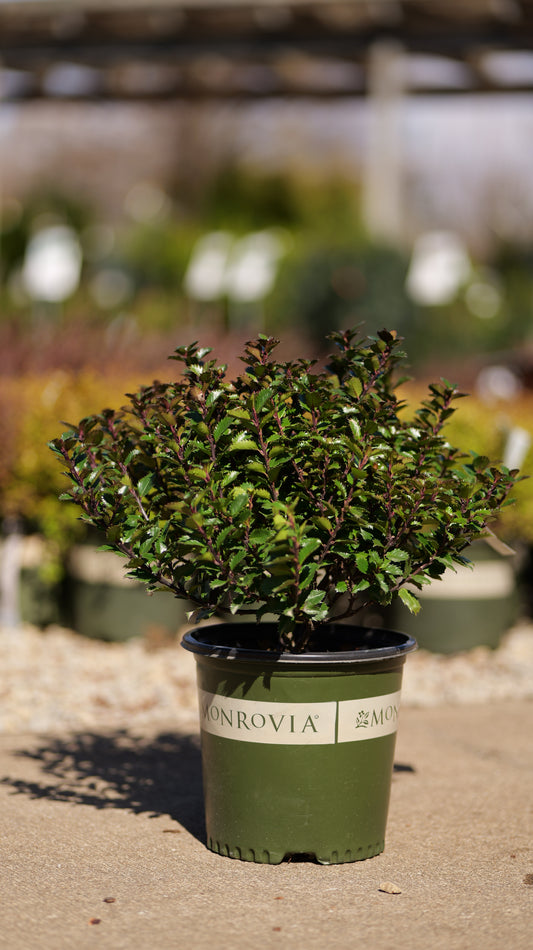 Ilex | Scallywag Blue Holly