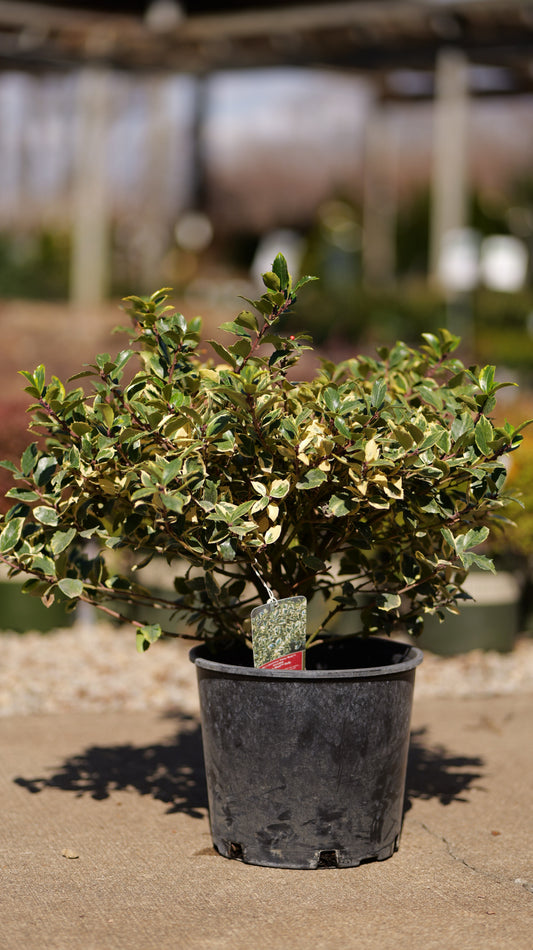 Ilex | Honey Maid Blue Holly - 3 Gallon