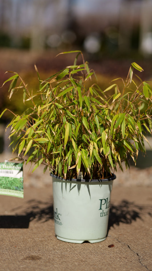 Fargesia | Clumping Bamboo - 1 Gallon