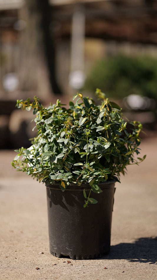 Euonymus | Moonshadow Wintercreeper - 2 Gallon