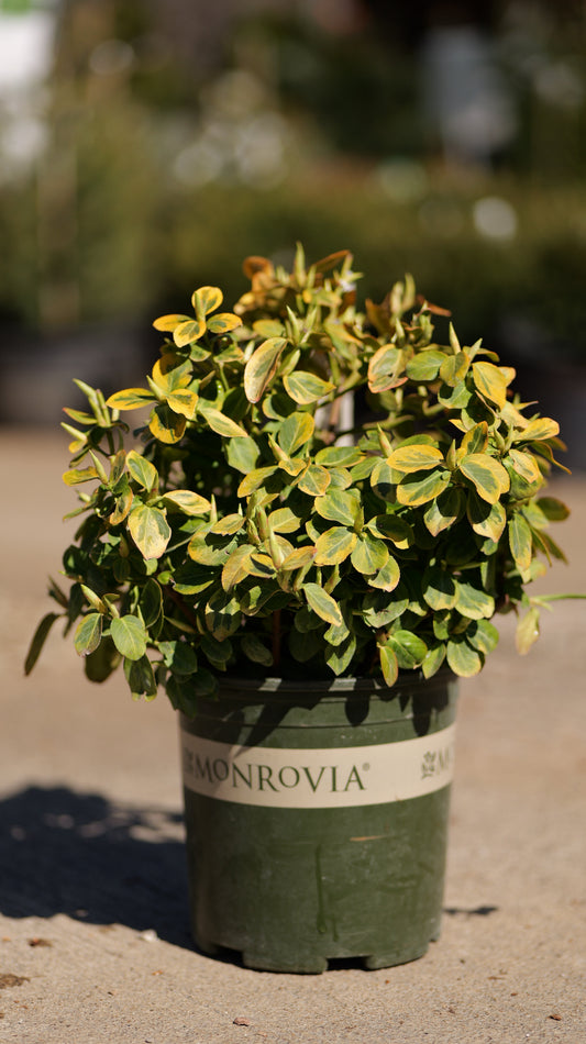 Euonymus | Sunrise Wintercreeper - 2 Gallon