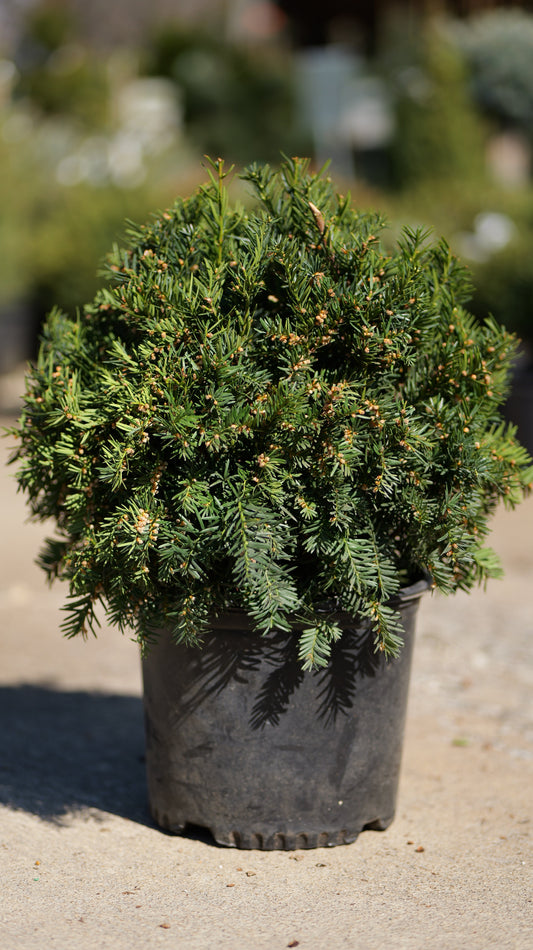Taxus | Dense Spreading Yew - 3 Gallon