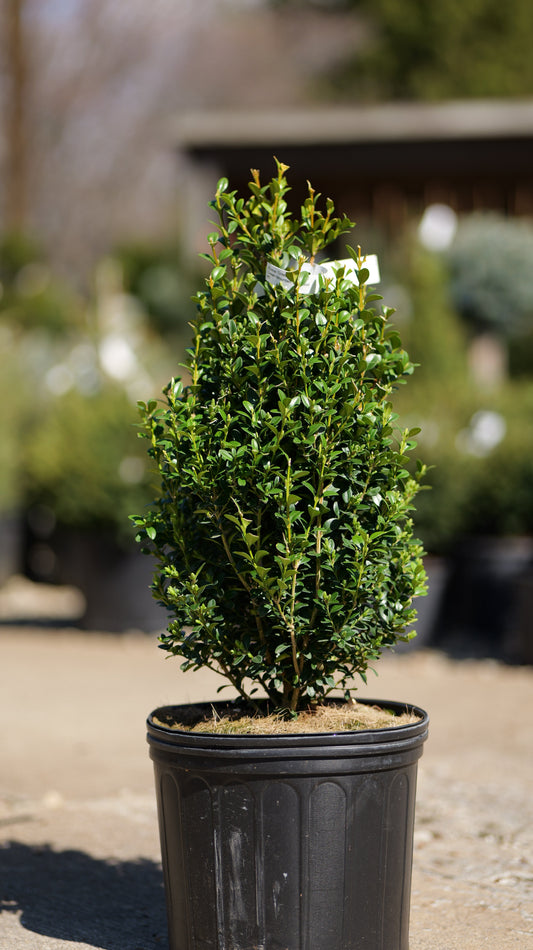 Buxus | Green Mountain Boxwood | Natural - 3 Gallon