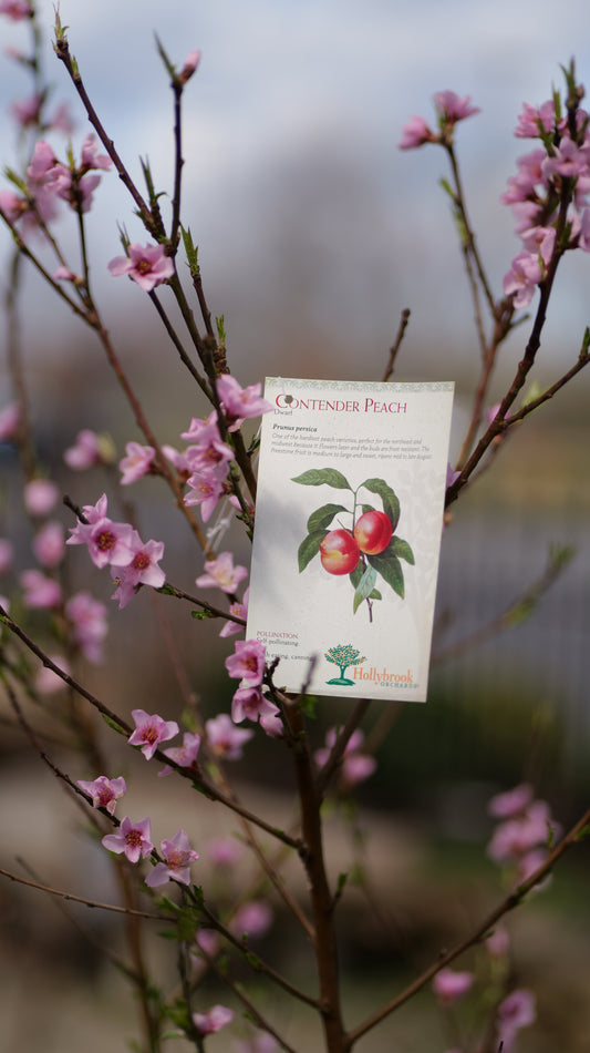 Prunus | Contender Peach - 7 Gallon
