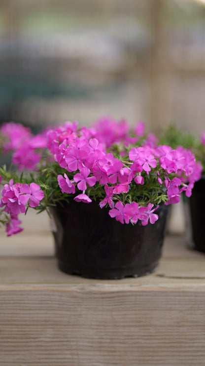 Phlox | Drummond's Pink Creeping Phlox - 1 Gallon
