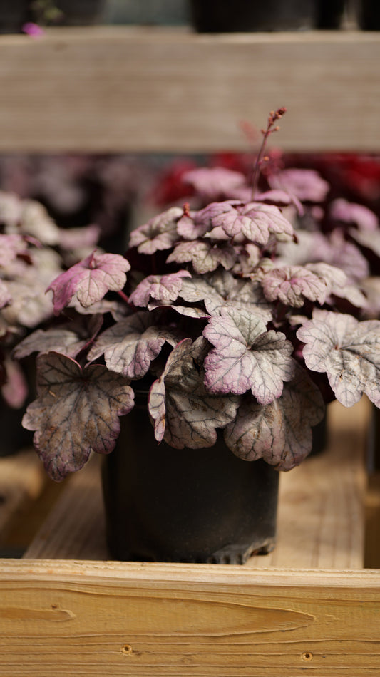 Heuchera | Sugar Plum Coral Bells - 1 Gallon
