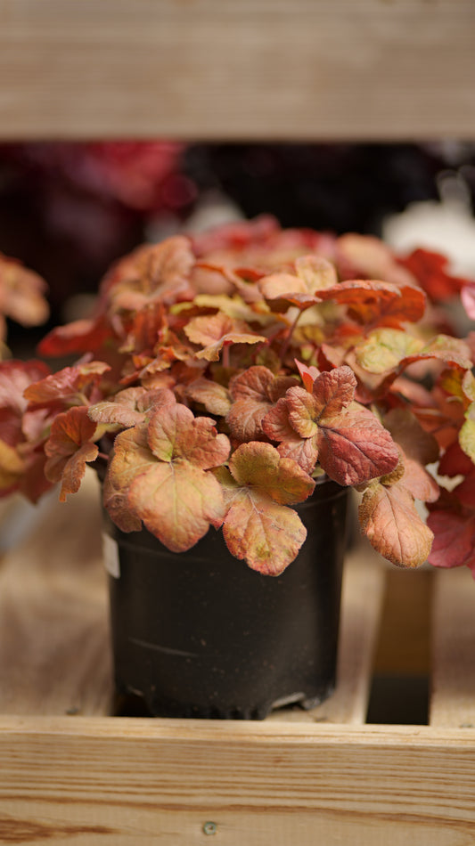 Heucherella | Pumpkin Spice Foamy Bells