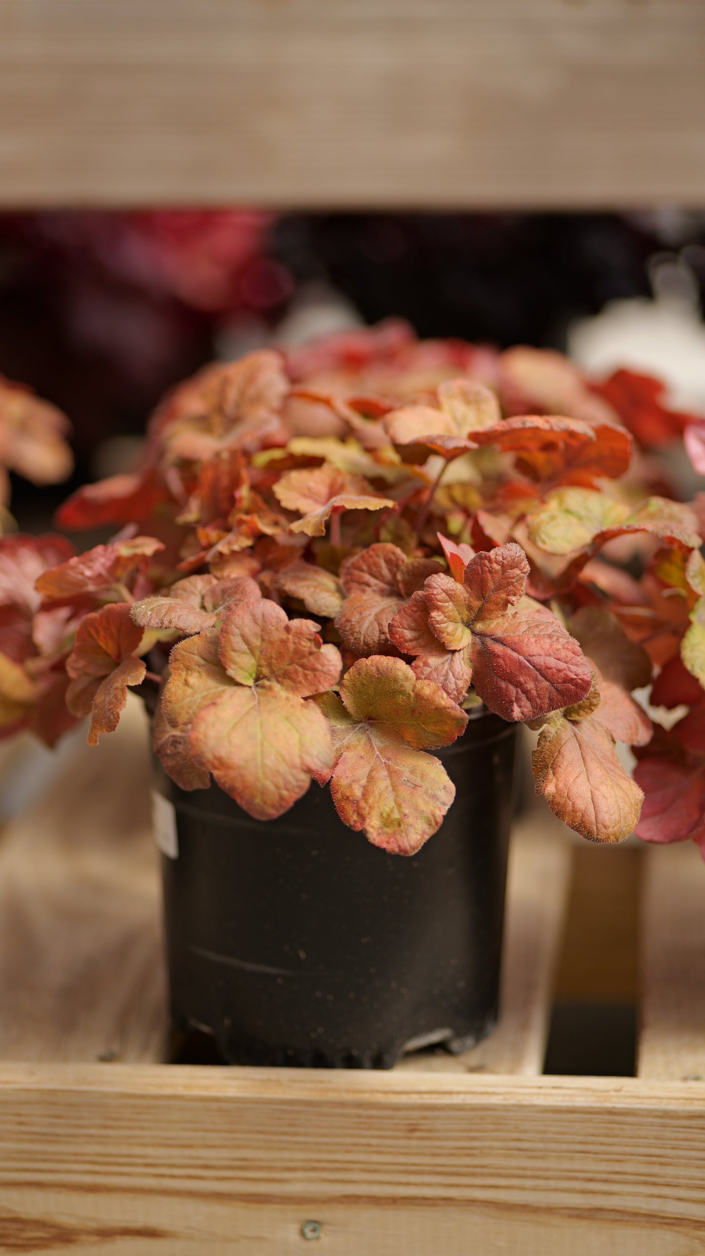 Heucherella | Pumpkin Spice Foamy Bells - 1 Gallon