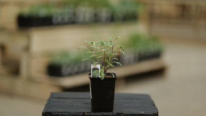 Sage | Tricolor - 1 Pint