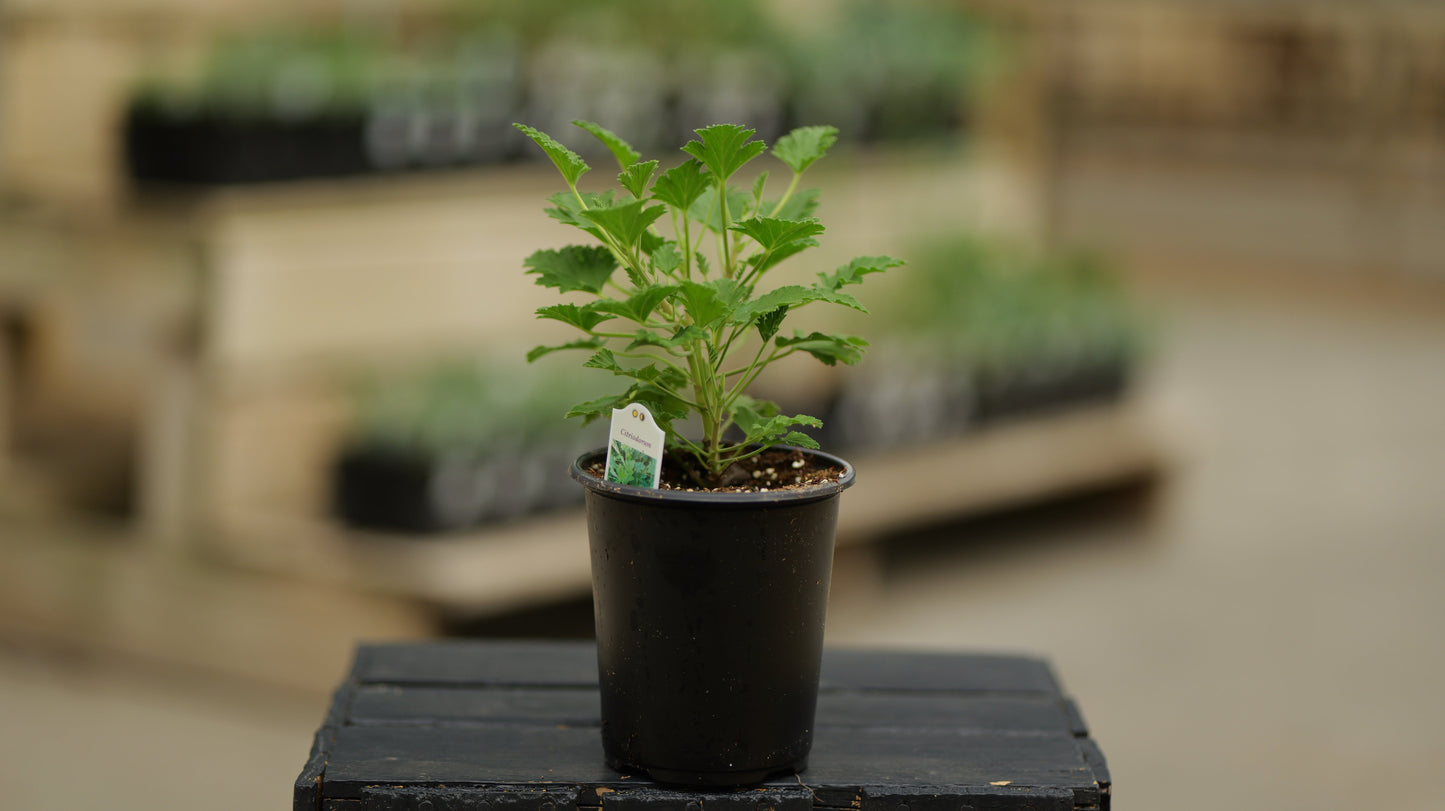 Scented Geranium | Citriodorum - 1 Quart