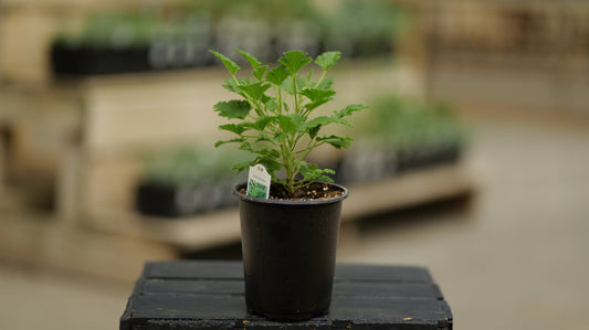 Scented Geranium | Citriodorum - 1 Quart