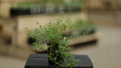 Thyme | English - 1 Pint
