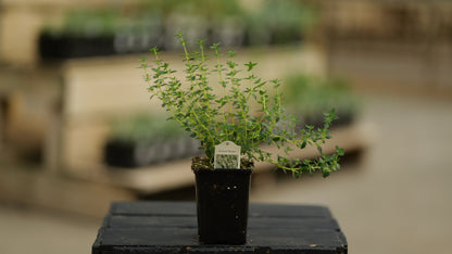 Thyme | French - 1 Pint