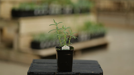 Rosemarinus | Rosemary