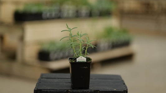 Rosemary | Arp - 1 Pint