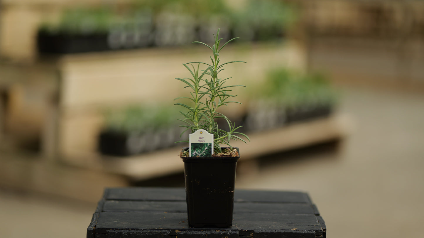 Rosemary | Hill Hardy - 1 Pint