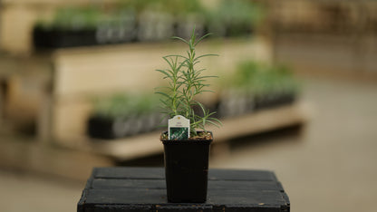 Rosemary | Hill Hardy - 1 Pint