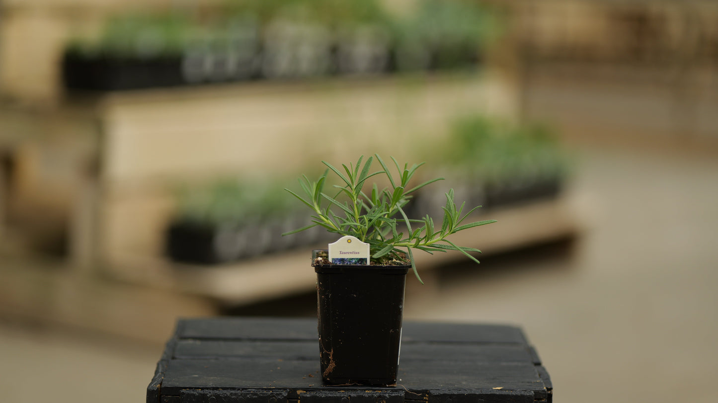 Rosemary | Taurentius - 1 Pint