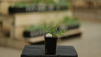 Rosemary | Taurentius - 1 Pint