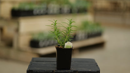 Rosemary | Barbecue - 1 Pint