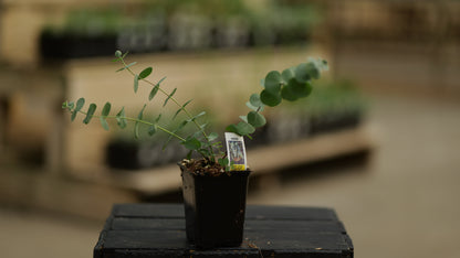Eucalyptus | Baby Blue Boquet - 1 Pint
