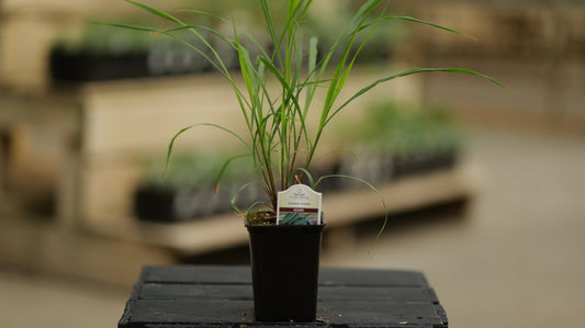 Cymbopogon | Lemongrass