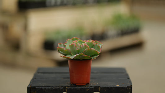 Echeveria | Coral Reef - 3.5 Inch