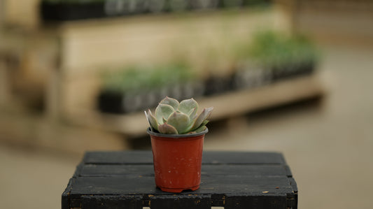 Echeveria | Costa - 3.5 Inch