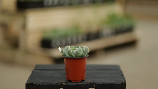 Echeveria | Topsy Turvy - 3.5 Inch