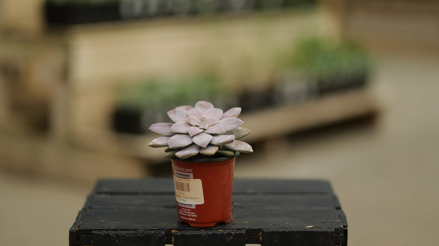 Graptopetalum | Pentandrum - 3.5 Inch