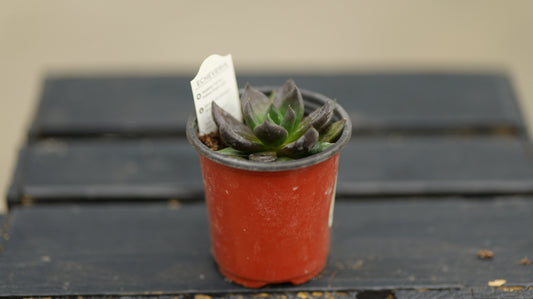 Echeveria | Rose Dark - 3.5 Inch