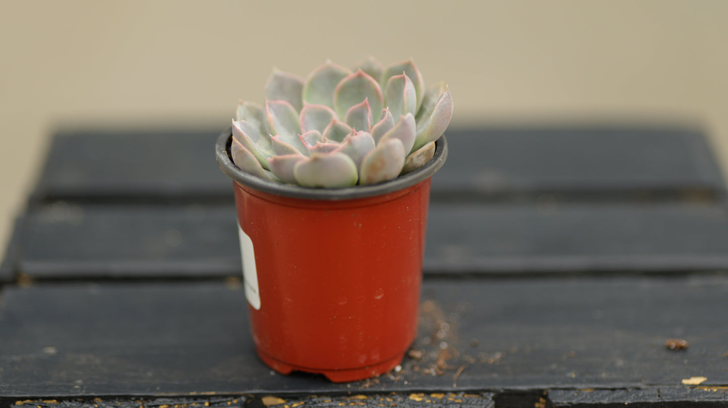 Echeveria | Dama Rosa - 3.5 Inch