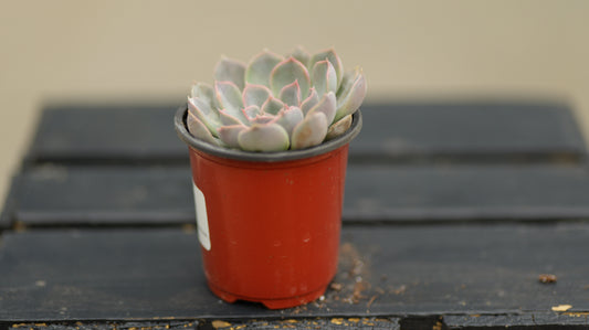 Echeveria | Dama Rosa - 3.5 Inch