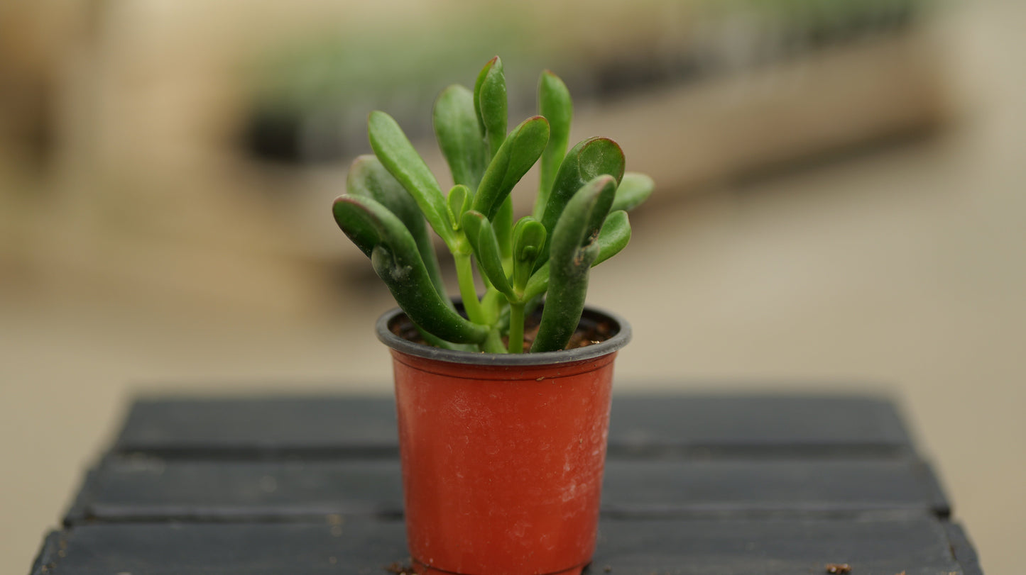 Crassula | Horntree Tricolor - 3.5 Inch