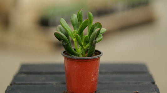 Crassula | Horntree Tricolor - 3.5 Inch