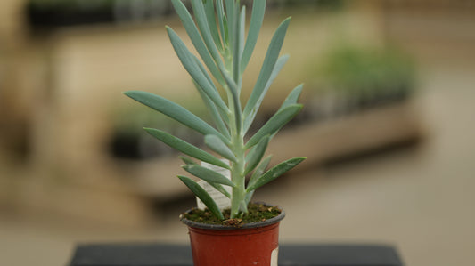 Senecio | Mount Everest - 3.5 Inch