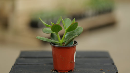 Crassula | New Sunset - 3.5 Inch