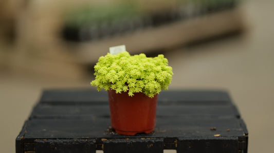 Sedum | Fine Leaf Gold - 3.5 Inch