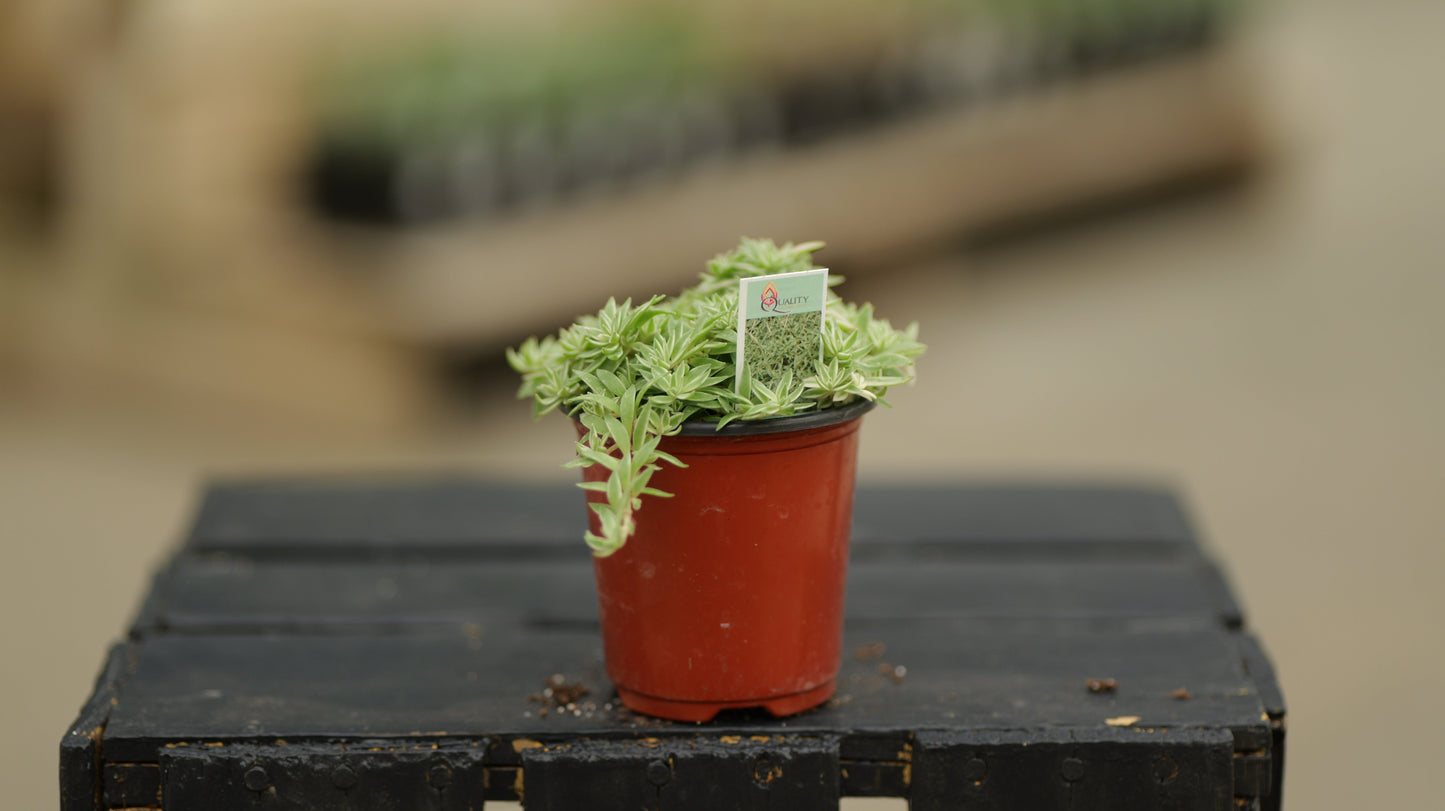 Sedum | Sea Urchin - 3.5 Inch