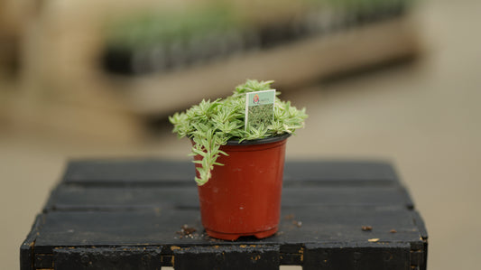 Sedum | Sea Urchin - 3.5 Inch