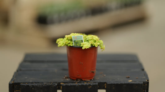 Sedum | Ogon - 3.5 Inch