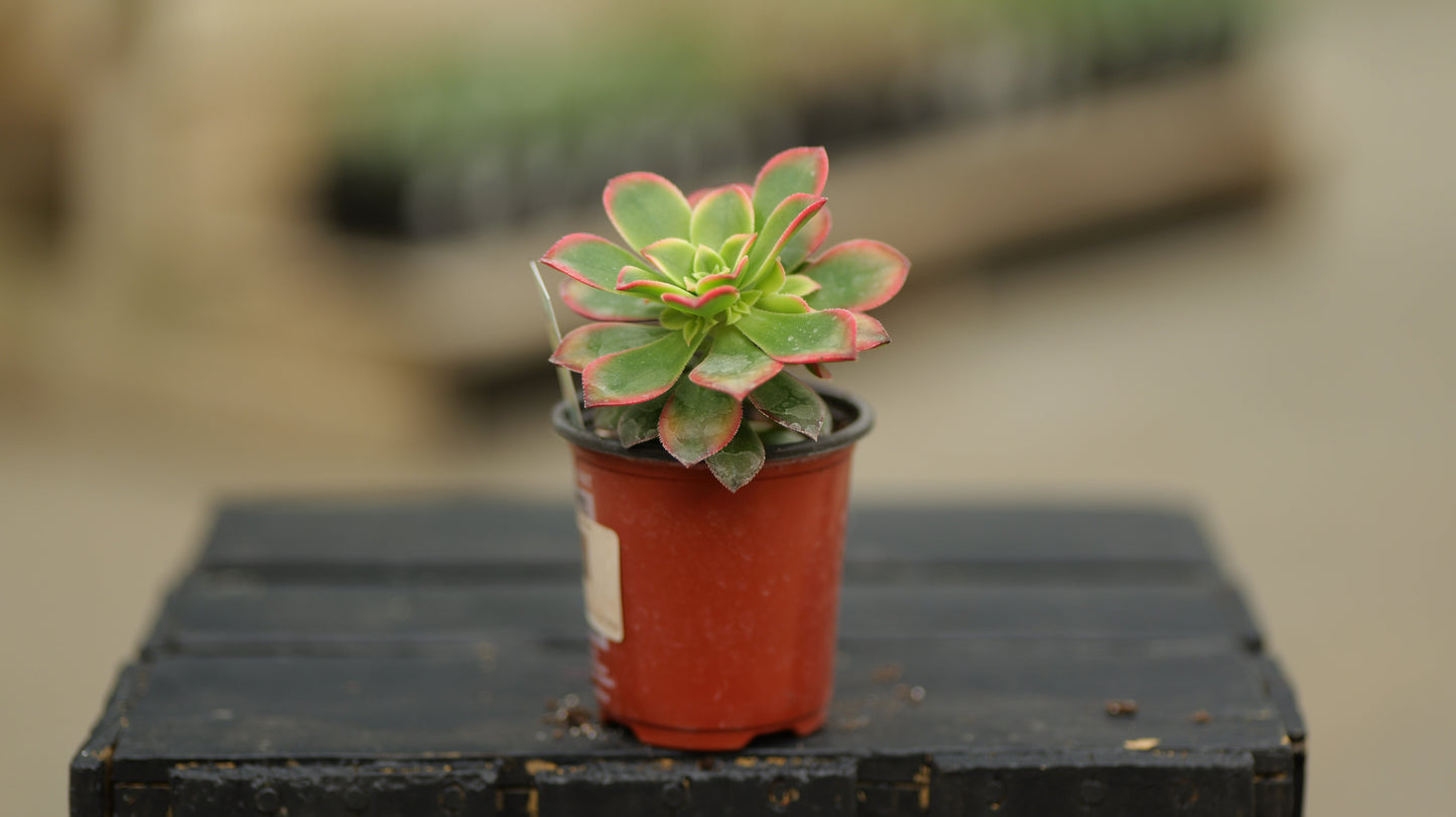 Aeonium | Kiwi - 3.5 Inch