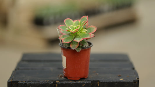Aeonium | Kiwi - 3.5 Inch