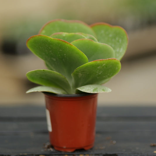 Kalanchoe | Flapjacks - 3.5 Inch