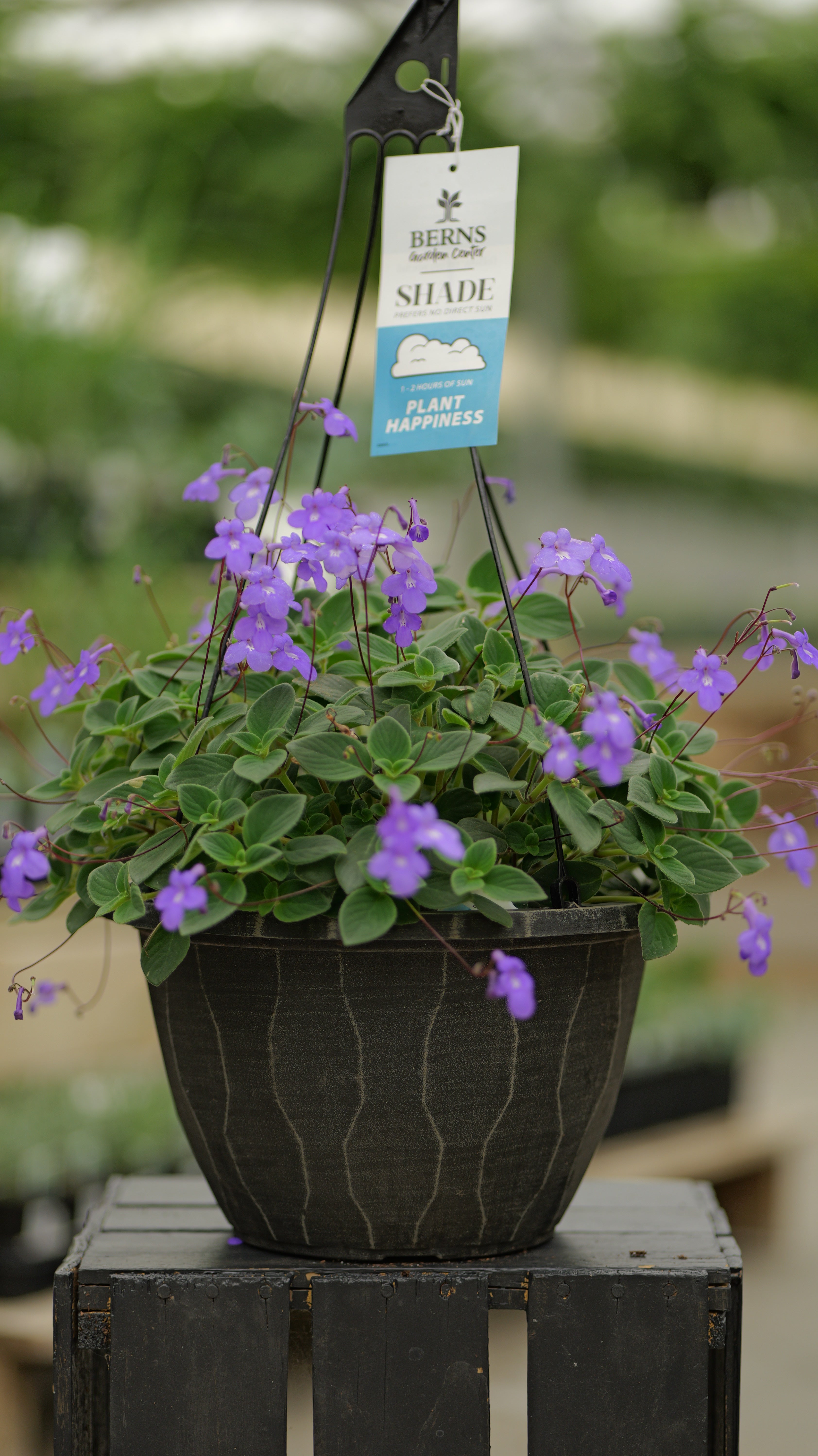Streptocarpella | Concord Blue - Large Hanging Basket - Berns