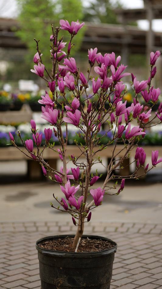 Magnolia | Ann Magnolia - 15 Gallon