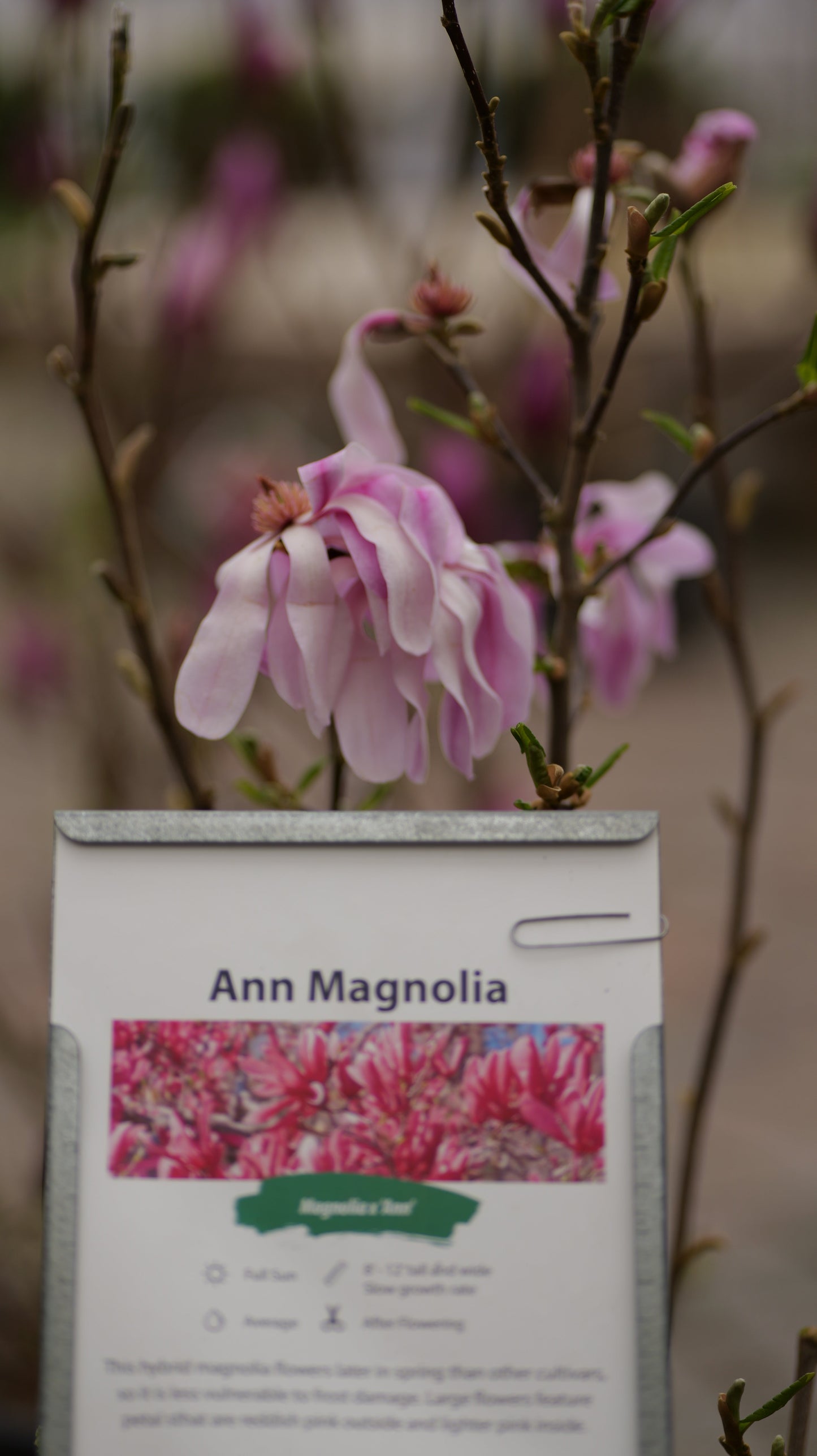 Magnolia | Ann Magnolia - 3 Gallon